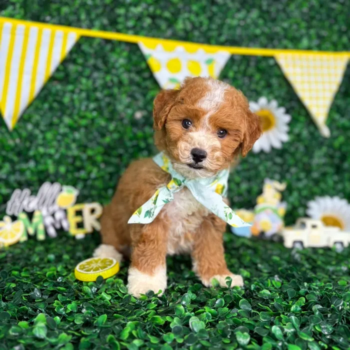 Male Bichon-Poodle puppy named Teddy for sale at Puppy Dreams - North Richland Hills.
