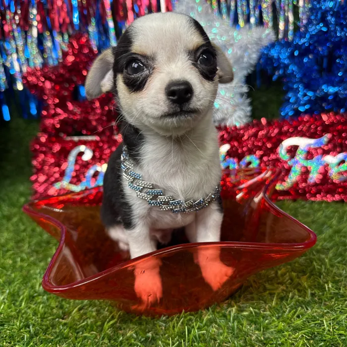 Male Chihuahua puppy named Squish for sale at Puppy Dreams - Arlington.