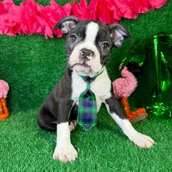 car_main_img_/media/ap_media/pets/GGGEEQCVJKEB123573.webp.250x250_q85.webp