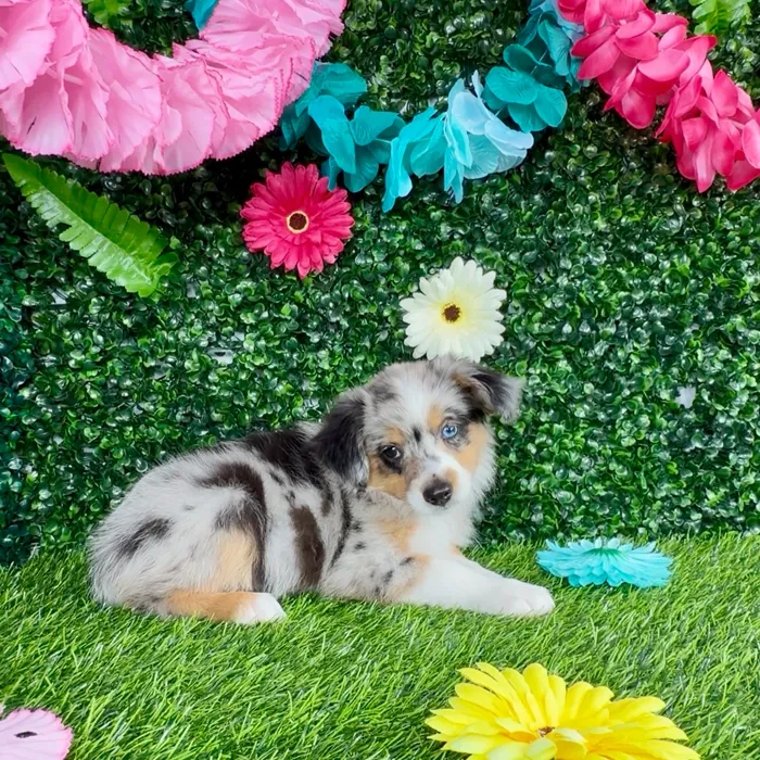 Female Mini Aussie puppy named Salma Hayek for sale at Puppy Dreams - Denton.