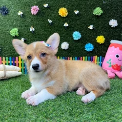 Female Pembroke Welsh Corgi puppy named Zoey for sale at Puppy Dreams - Carrollton.