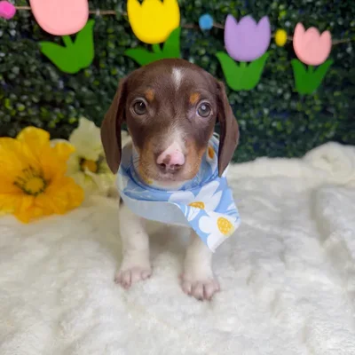 Male Dachshund puppy named Max for sale at Puppy Dreams - Garland.