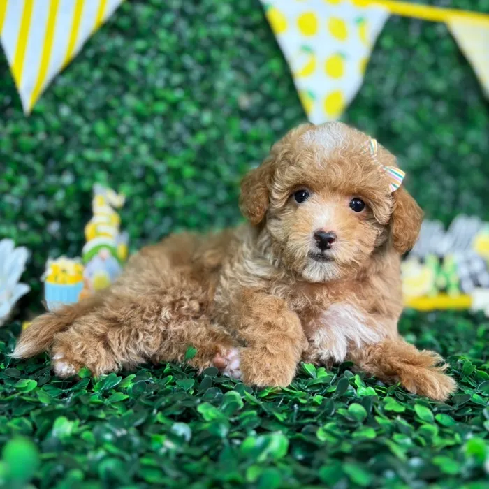 Female Maltipoo puppy named Bonnie for sale at Puppy Dreams - North Richland Hills.