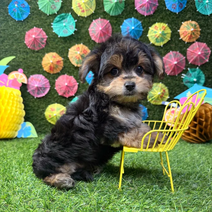 Male Yorkie-Poo puppy named Ollie for sale at Puppy Dreams - Carrollton.