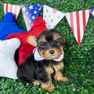 Male Yorkie-Poo puppy named Oliver for sale at Puppy Dreams - North Richland Hills.