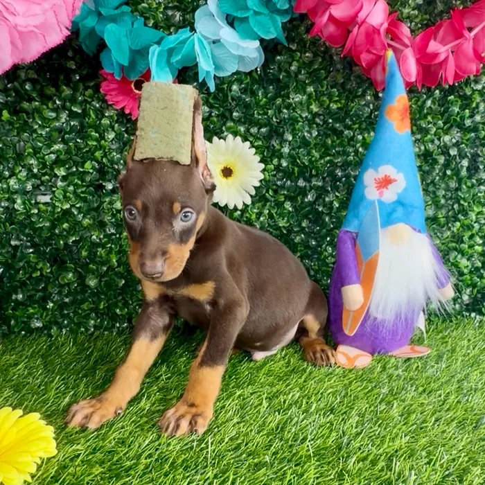 Male Doberman Pinscher puppy named Hamilton for sale at Puppy Dreams - Denton.