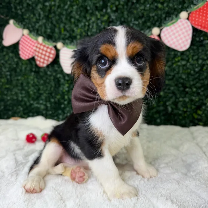 Male Cavalier King Charles Spaniel puppy named Charlie for sale at Puppy Dreams - Garland.