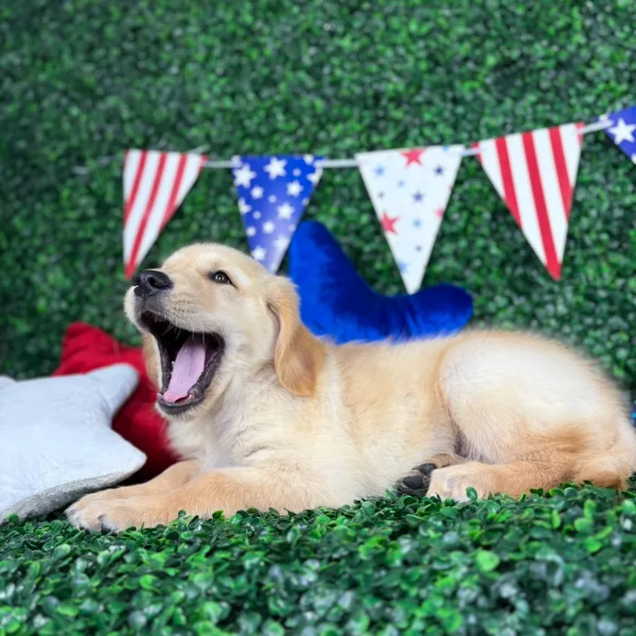 Male Golden Retriever puppy named Echo for sale at Puppy Dreams - North Richland Hills.
