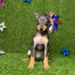 car_main_img_/media/ap_media/pets/GKANVPEHZHKC127824.webp.250x250_q85.webp