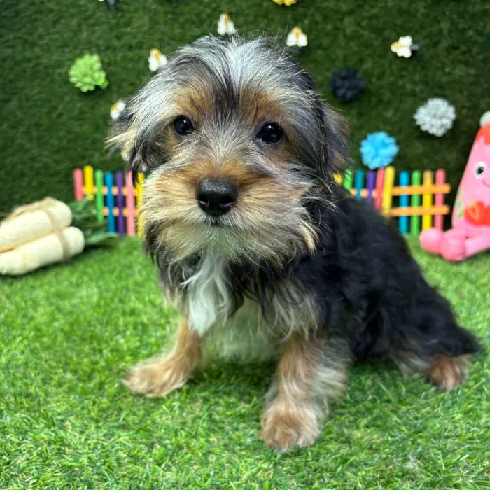 Male Yorkie puppy named Milo for sale at Puppy Dreams - Carrollton.