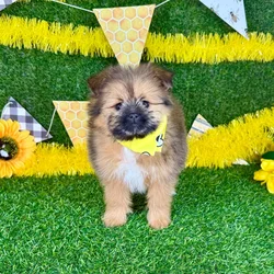 Male Pomeranian-Shih Tzu puppy named Max for sale at Puppy Dreams - Arlington.