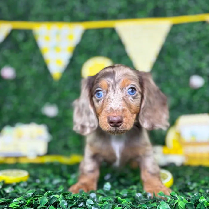 Male Dachshund puppy named Mickey for sale at Puppy Dreams - North Richland Hills.
