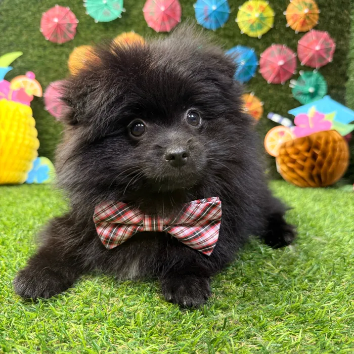 Male Pomeranian puppy named Ace for sale at Puppy Dreams - Carrollton.