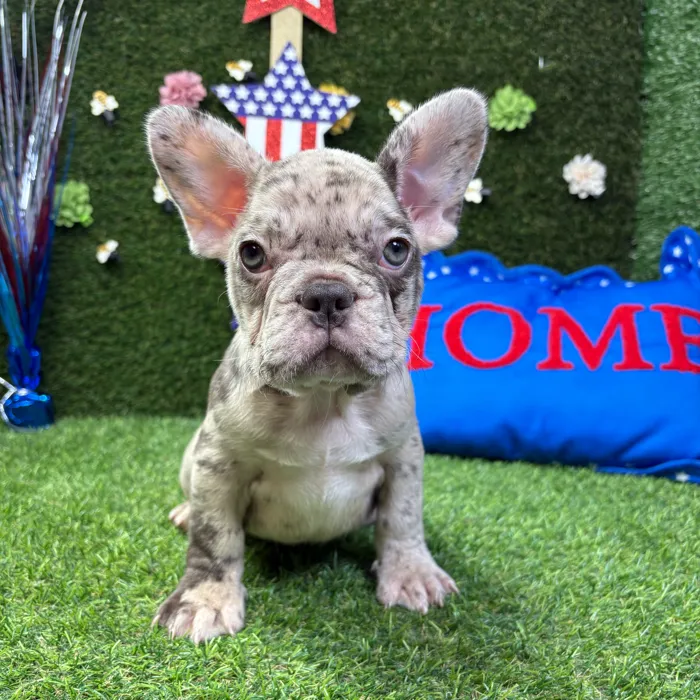 Female French Bulldog puppy named Zara for sale at Puppy Dreams - Carrollton.