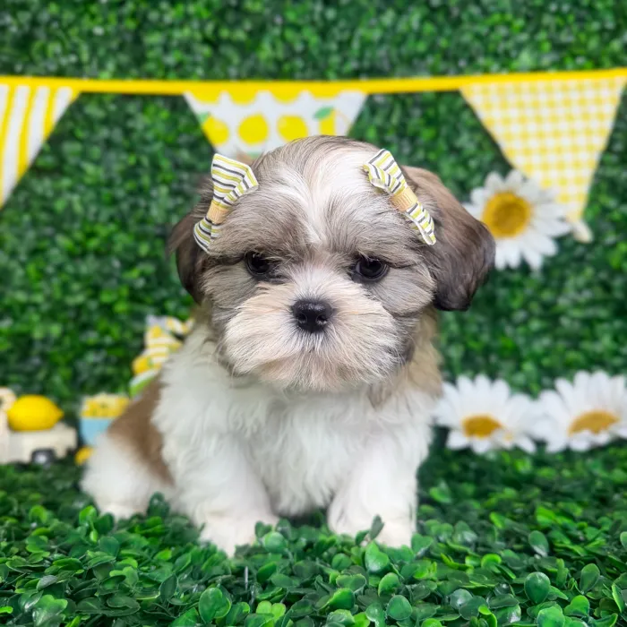 Female Teddy Bear puppy named Stella for sale at Puppy Dreams - North Richland Hills.