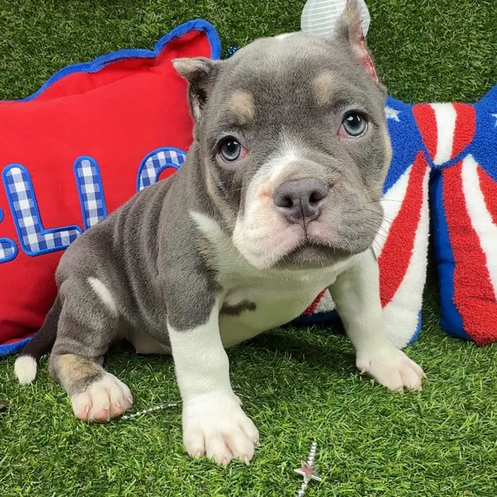 Female American Bully puppy named Raya for sale at Puppy Dreams - North Richland Hills.