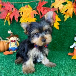 car_main_img_/media/ap_media/pets/GPCNDIFNDOGT135596.webp.250x250_q85.webp