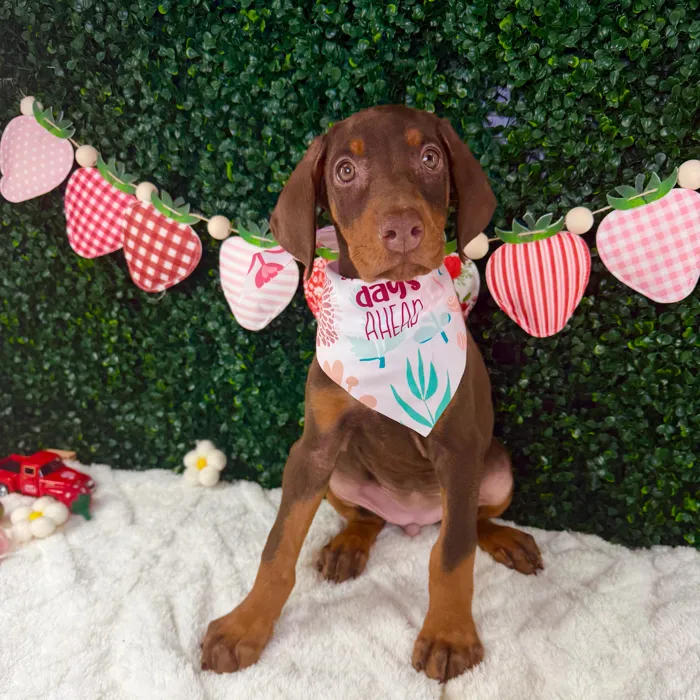 Female Doberman Pinscher puppy named Xena for sale at Puppy Dreams - Garland.