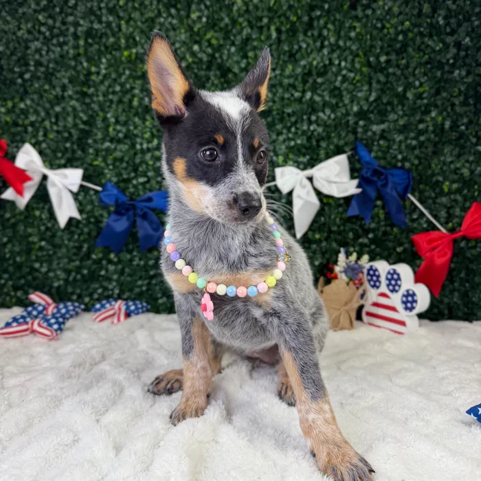 Female Australian Cattle puppy named Stormy for sale at Puppy Dreams - Garland.