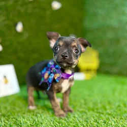 car_main_img_/media/ap_media/pets/GQQORWMNTTDB126145.webp.250x250_q85.webp