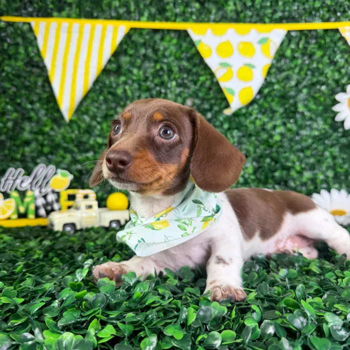 Female Dachshund puppy named Willow for sale at Puppy Dreams - North Richland Hills.
