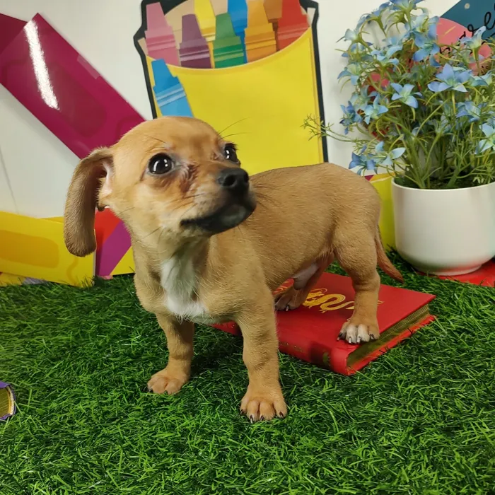Male Chiweenie puppy named *Moonwalk* for sale at Puppy Dreams - Mansfield.