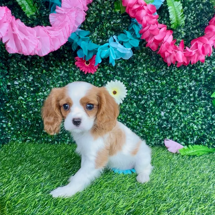 Female Cavalier King Charles Spaniel puppy named Angelica for sale at Puppy Dreams - Denton.