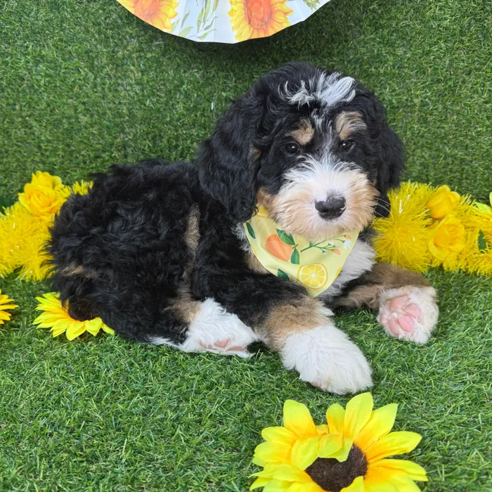 Male Bernedoodle puppy named Jack for sale at Puppy Dreams - Arlington.