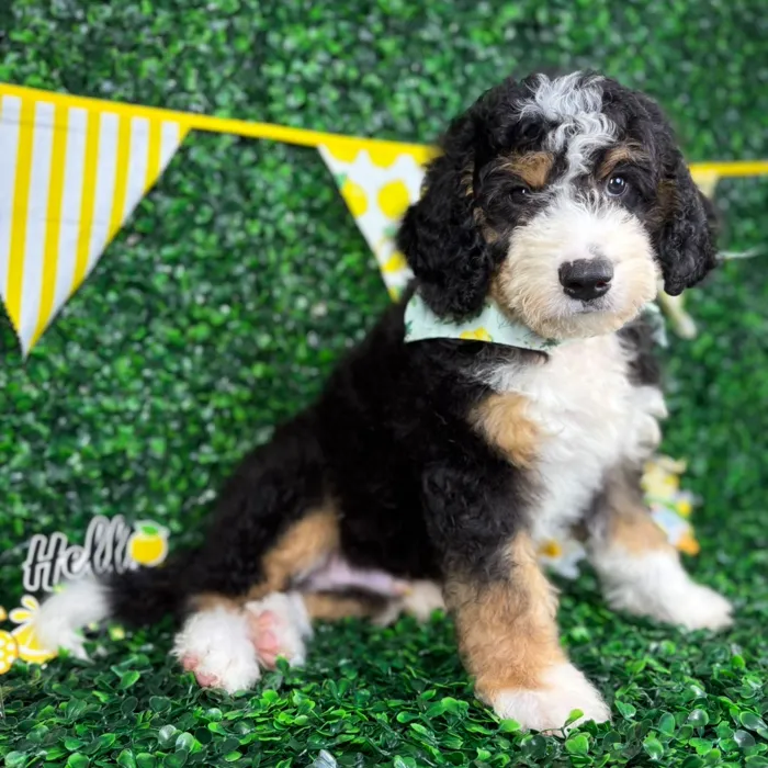 Male Bernedoodle puppy named Benny for sale at Puppy Dreams - North Richland Hills.