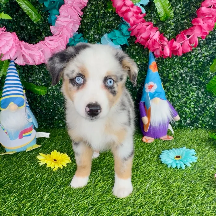 Female Mini Aussie puppy named Rosie for sale at Puppy Dreams - Denton.