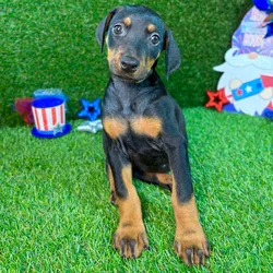 car_main_img_/media/ap_media/pets/GTDQTFHBFTIB129394.webp.250x250_q85.webp