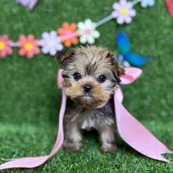 car_main_img_/media/ap_media/pets/GTYKGFLWRREY125251.webp.250x250_q85.webp