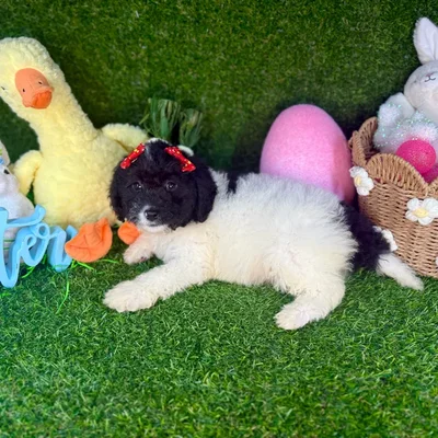 Female Cockapoo puppy named Sugar for sale at Puppy Dreams - Arlington.