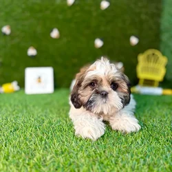 car_main_img_/media/ap_media/pets/GUDYCFDHELQX123646.webp.250x250_q85.webp
