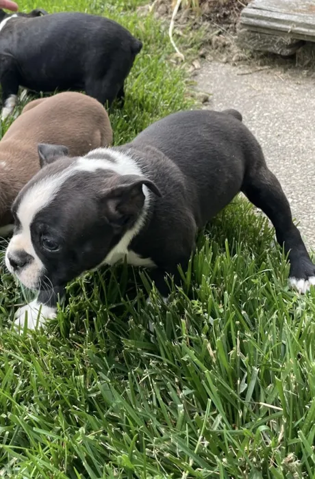 2636231e312557e-8090-41d9-aa41-c3240cd248eeblkbrindle1.jpg