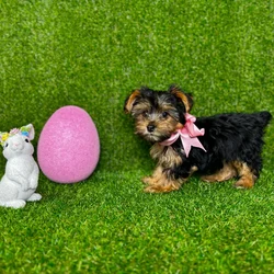 car_main_img_/media/ap_media/pets/GWBXLSZEUCDP118988.webp.250x250_q85.webp