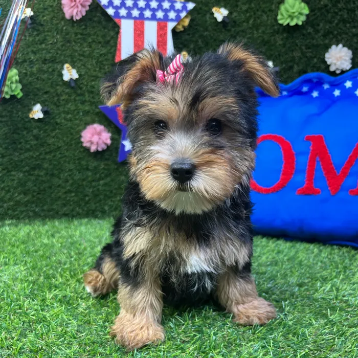 Female Yorkie puppy named Tulip for sale at Puppy Dreams - Carrollton.