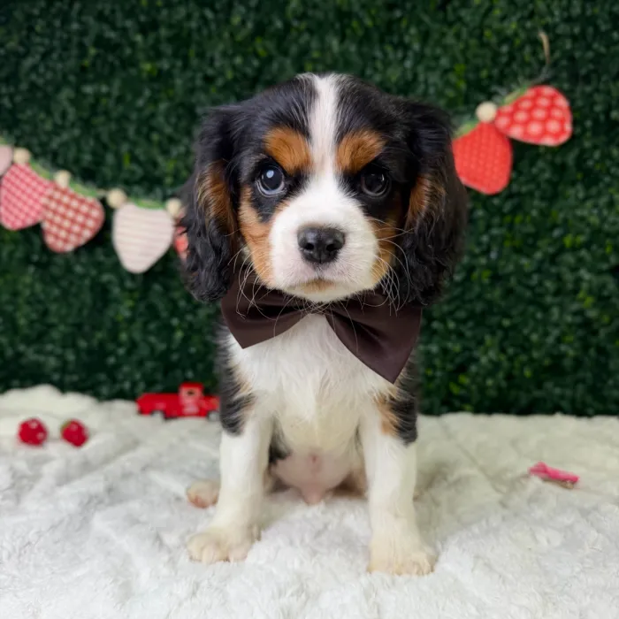 Male Cavalier King Charles Spaniel puppy named Charlie for sale at Puppy Dreams - Garland.