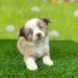 car_main_img_/media/ap_media/pets/GXSMQJPAFOVT136542.webp.250x250_q85.webp