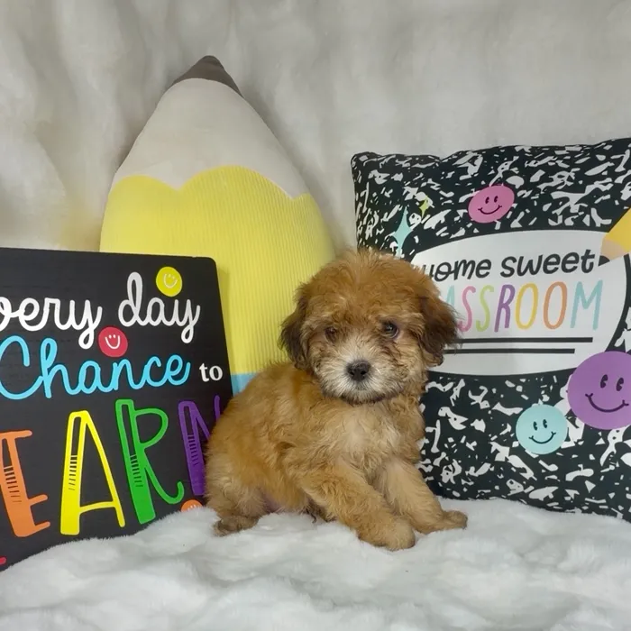 Male Teddy Bear puppy named Haribo for sale at Puppy Dreams - Denton.