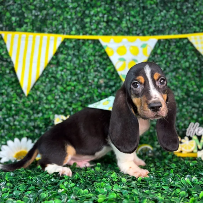 Male Basset Hound puppy named Hopper for sale at Puppy Dreams - North Richland Hills.