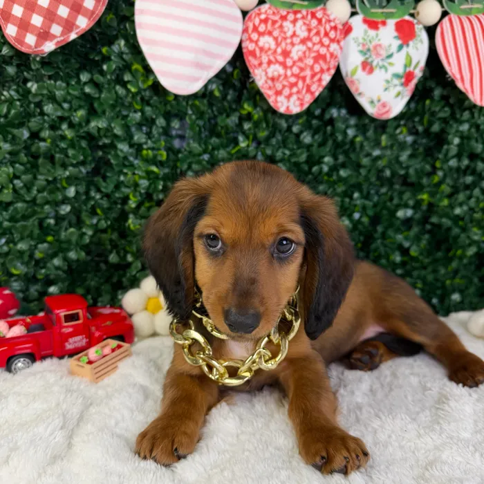 Male Dachshund puppy named Charlie for sale at Puppy Dreams - Garland.