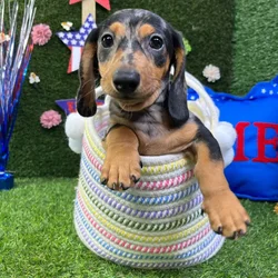 Male Dachshund puppy named Harry for sale at Puppy Dreams - Carrollton.
