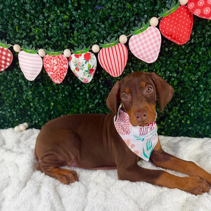 Female Doberman Pinscher puppy named Xena for sale at Puppy Dreams - Garland.