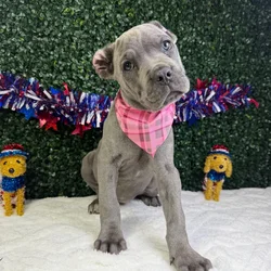 Female Cane Corso puppy named Queen for sale at Puppy Dreams - Garland.