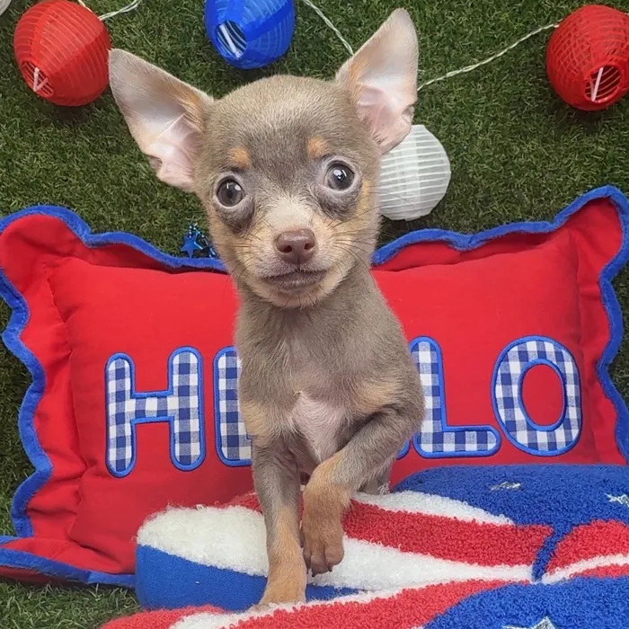 Male Chihuahua puppy named Ziggy for sale at Puppy Dreams - Arlington.