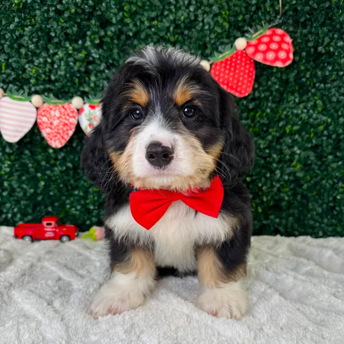 Male Bernedoodle puppy named Beethoven for sale at Puppy Dreams - Garland.