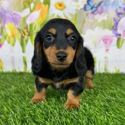 car_main_img_/media/ap_media/pets/HFHCDGRGPSXX121629.webp.250x250_q85.webp