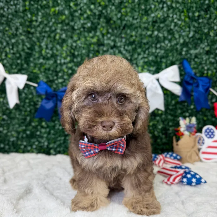 Male Cockapoo puppy named Murphy for sale at Puppy Dreams - Garland.