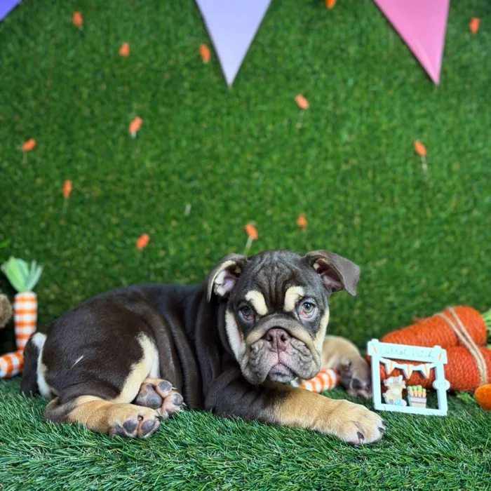 Female English Bulldog puppy named Latto for sale at Puppy Dreams - North Richland Hills.